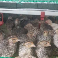 جوجه بلدرچین ۱۵ روزه|حیوانات مزرعه|رشت, بازار|دیوار