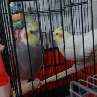 عروس هلندی|پرنده|اردکان, |دیوار