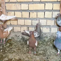 بهبونی پرشی