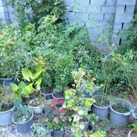 هرس سم پاشی کاشت نهال
