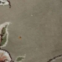 فرش 12 متری 500 شونه|فرش|چهارباغ, |دیوار