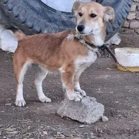 سگ پاکوتاه ماده جوان