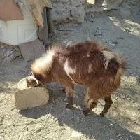 بزغاله نر|حیوانات مزرعه|هامون, |دیوار