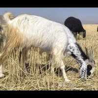 فروش دو عدد بز چاق