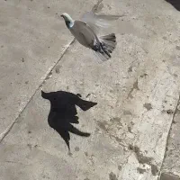 گمشده