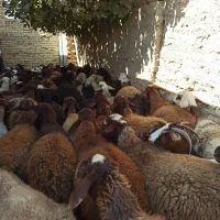 گوسفند مهربانی جوان بره دار|حیوانات مزرعه|زرین دشت (همدان), |دیوار