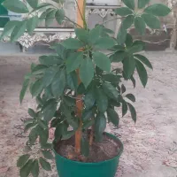 گل زیبا با گلدان