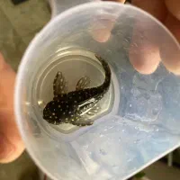 پلکو کمیاب L201 جفت مولد|ماهی|تهران, سید خندان (جلفا)|دیوار