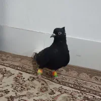 کفتر یا کبوتر. 1 عدد زاغ دم سفید