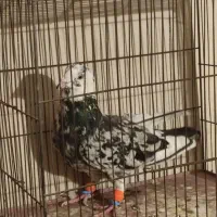 کفتر هفرنگ عشق بازی