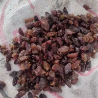 کشمش آفتابی درجه یک|خوردنی و آشامیدنی|نیشابور, دارایی|دیوار