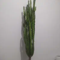 افور بیا اینگنس  کاکتوسی