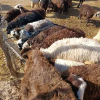 بره نر و بزغاله نر|حیوانات مزرعه|پاپی, |دیوار