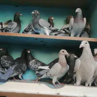 مسافتی|پرنده|مشگین شهر, |دیوار