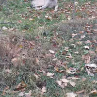 سگ سرابی گله ای و نگهبانی|سگ|فیرورق, |دیوار