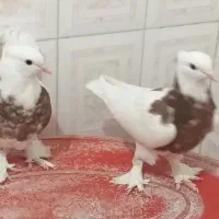 کبوتر‌طوقی مفلق