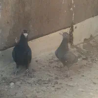 کبوتر|پرنده|تربت‌حیدریه, حاجی یار‎|دیوار