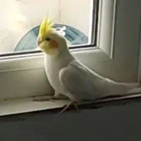 عروس هلندی
