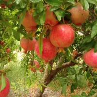 فروش انار تنگ سیاب