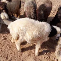 سلام دوتا کوه چاق|حیوانات مزرعه|ایذه, |دیوار