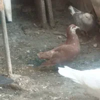 ساده افشون ماده