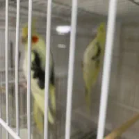 انواع پرنده عروس مرغ مینا و|پرنده|میناب, |دیوار