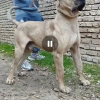 سگ سرابی تیپ دار