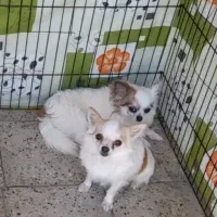 شیواوا شی هواهوا چیواوا شی واوا شیهواه فانتزی جیبی|سگ|تهران, زعفرانیه|دیوار