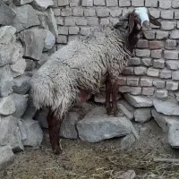 فروش ۱ راس شیشک قوچ