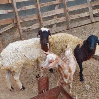 نری بره نر و ماده فروش فوری قیمت عالی