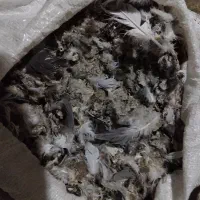 فروش کودکبوتر