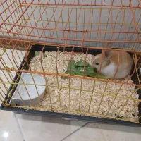 خرگوش کوچک ۲ ماهه|موش و خرگوش|کرج, عظیمیه|دیوار