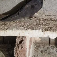 قره مایا ساعت بالا