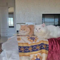 گربه پرشین