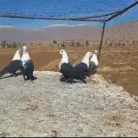 پرنده|پرنده|شیراز, کوشک بیدک|دیوار