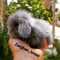 خرگوش لوپ ترکیش (زرقان)|موش و خرگوش|شیراز, کاراندیش|دیوار