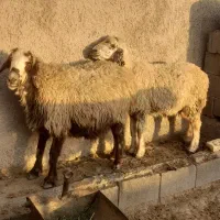 میش در ارسنجان