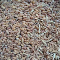 گندم|خوردنی و آشامیدنی|ایذه, |دیوار