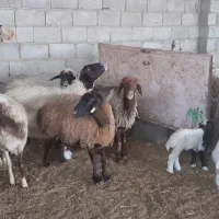 میش داشتی|حیوانات مزرعه|سوری, |دیوار