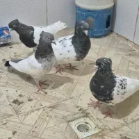 تعدادی کفتر