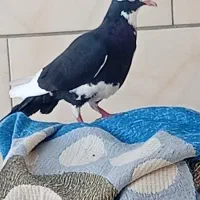 گمشده