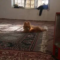 سگ اشپیتز پامر