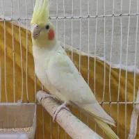 عروس هلندی نر چشم قرمز