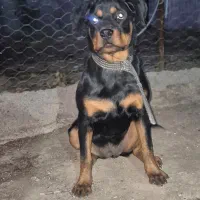 توله روتوایلر صرب|سگ|کرج, کوی کارمندان شمالی|دیوار