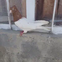 کفتر کله سرخ نر