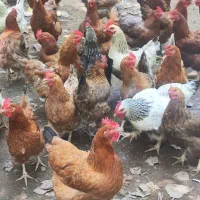 مرغ تخم گذار