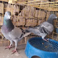 جفت پلاکی دم تخم