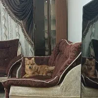 سگ پامرانین|سگ|پردیس, فاز ۱۱|دیوار