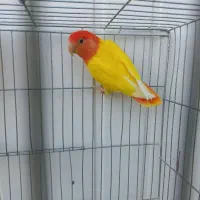 طوطی برزیلی اوپال نر شهر مراغه|پرنده|تبریز, |دیوار