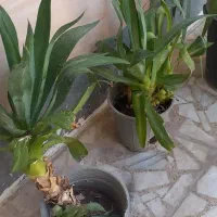 یوکا درختی ۴تا ۲ ملیون|گل و گیاه طبیعی|اهواز, کوی علوی|دیوار
